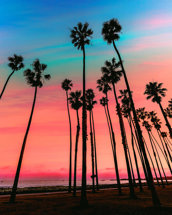 CALIFORNIA Palm trees in Santa Barbara CALIFORNIA Palm trees
