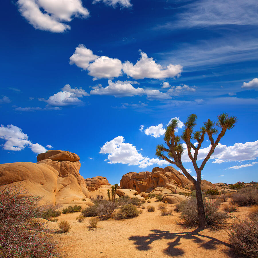 JOSHUA TREE California Mojave JOSHUA TREE California Mojave