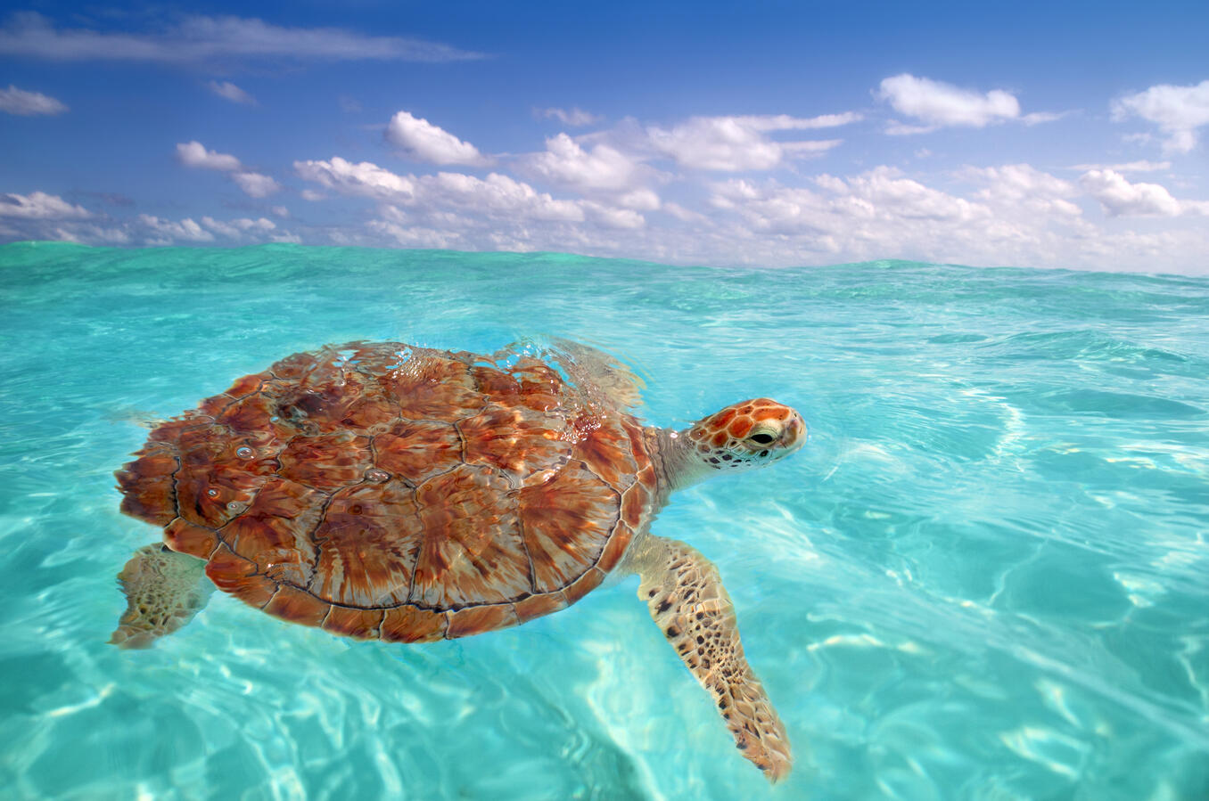 CARIBBEAN SEA Turtle CARIBBEAN SEA Turtle