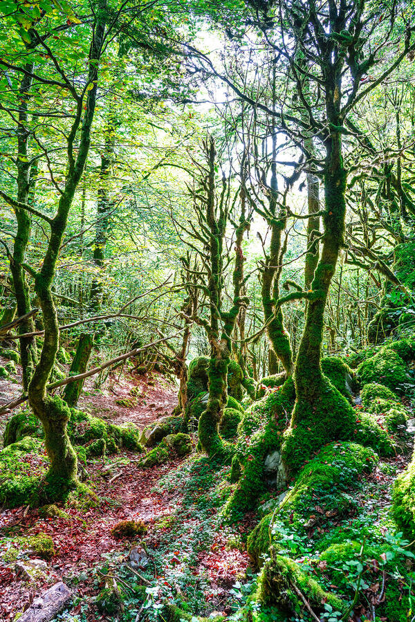 SELVA DE IRATI Pamplona SELVA DE IRATI Pamplona